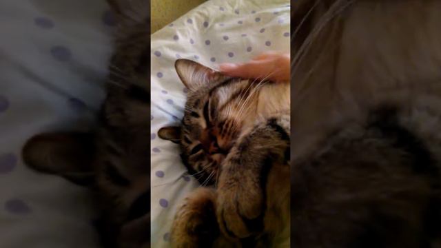 Котик спит и не хочет вставать смотреть онлайн