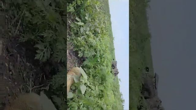 Утро чубатых начинается не с кофе. смотреть онлайн