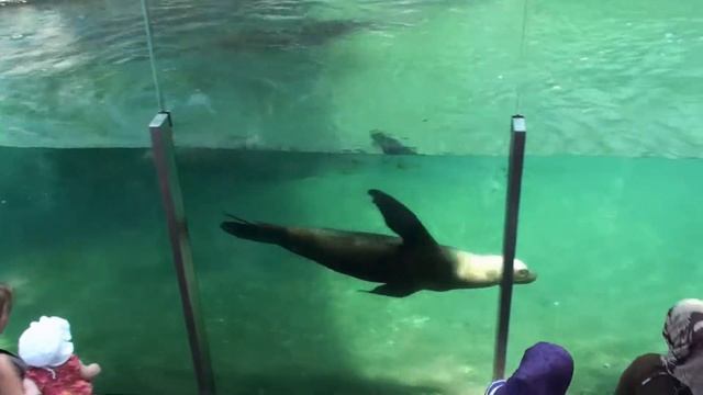 ВЕНСКИЙ ЗООПАРК - ЭТО СУПЕР! смотреть онлайн