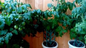 Томаты радуют!!! огород на балконе на 02 06 18