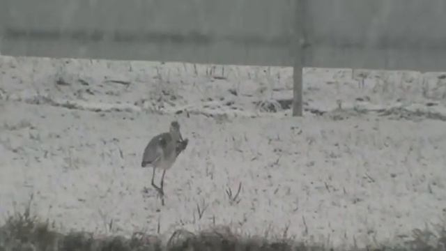 Кто то не дожил до весны. Концерты отменяются. смотреть онлайн