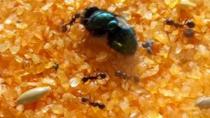 Кормление муравьев Messor muticus  мухой Lucilia sericata
