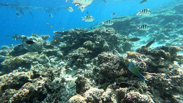 Arabia Azur Resort Hurghada Hammer Hausriff viele bunte Fische Dez. 2022 смотреть онлайн