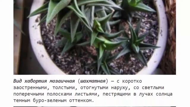 Хавортия уход в домашних условиях полив пересадка размножение смотреть онлайн