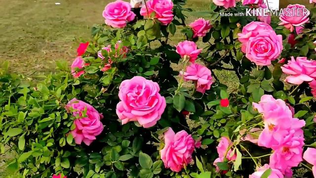 Dekhiye Agri - Horticultural Winter Flower Show - 2019 (Hindi / Urdu )