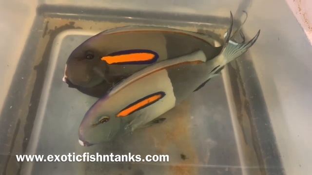 “GIANT” Orange Shoulder Tangs