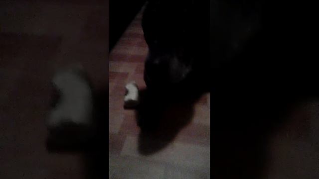 Собака и вонючка смотреть онлайн