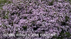 Diosma hirsuta "Pink Fountain". Garden Center online Costa Brava - Girona.
