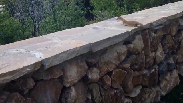 Семейство хорьков на прогулке смотреть онлайн