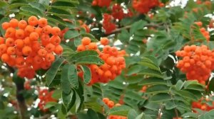 Удивительные Эффекты Рябины. Для Чего Могут Пригодиться Плоды Рябины