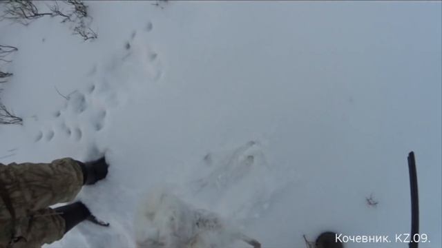 #Охота на зайца-русака. " Сезон Нового 2022 года ОТКРЫТ " !!! смотреть онлайн