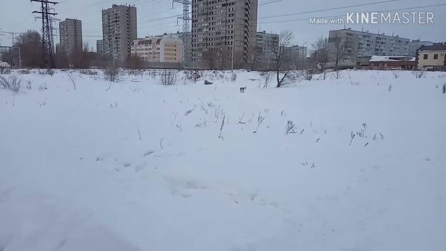 Стаф терьер на прогулке смотреть онлайн