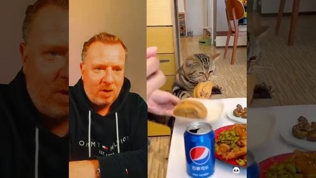 Дерзкий кот ест все