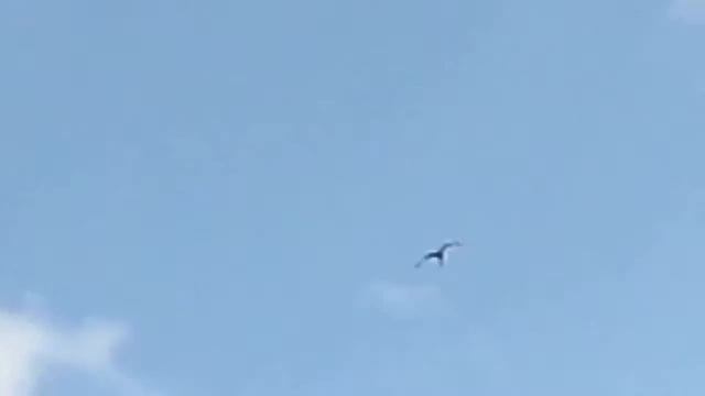 Аист.Полёт аиста.Аист в полёте