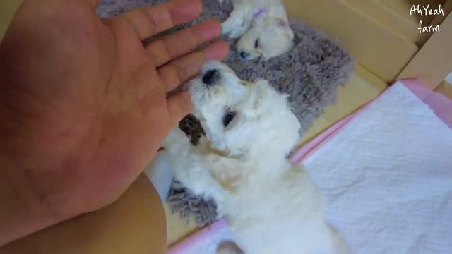 고양이 장난감을 가지고 놀다 고양이한테 맞았어요 смотреть онлайн