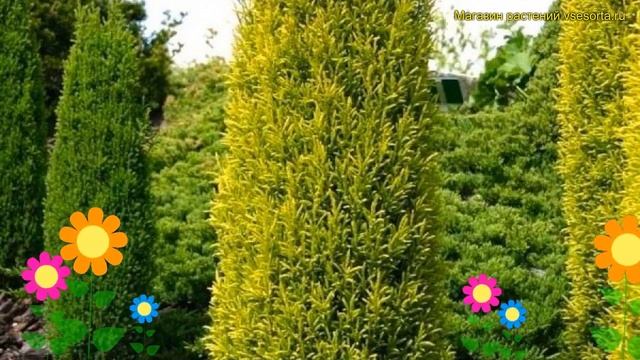 Можжевельник обыкновенный Голд кон. Краткий обзор, описание juniperus communis Gold Cone смотреть онлайн