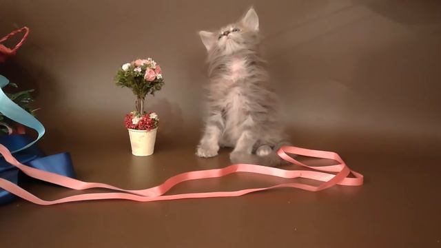 Котята мейн кун из нашего питомника www.kun-cats.ru смотреть онлайн