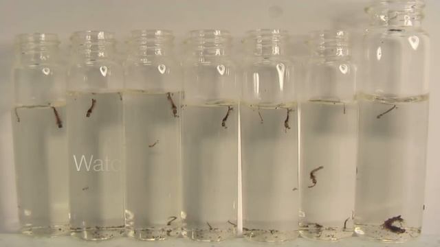 Toxorhynchites rutilus: Mosquitoes Controlling Mosquitoes смотреть онлайн