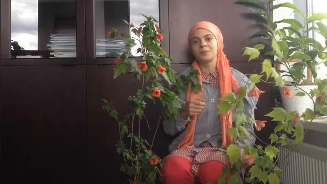 Опыление Абутилона, выведение новых гибридов смотреть онлайн