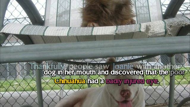 Homeless Pit Bull Protects Injured Chihuahua смотреть онлайн