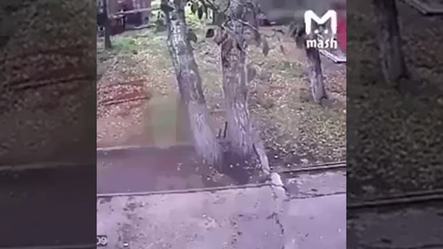 В Иркутске медведь отгрыз пьяному мужчине руку смотреть онлайн