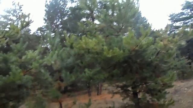 A Walk In The Woods. ЛЕС. ПРОГУЛКА ПО ЛЕСУ. СОБИРАЕМ ГРИБЫ В ЛЕСУ.маслята. смотреть онлайн