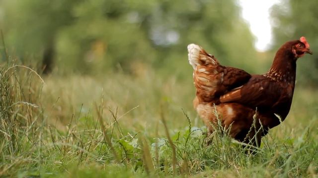 Frajara*Putika - Barů Pán смотреть онлайн