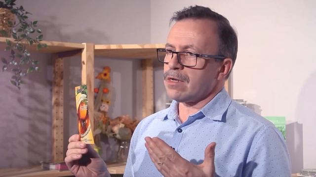 Томат с необычной окраской и идеальной формой плодов смотреть онлайн