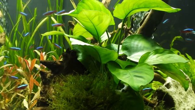 Аквариум JUWEL LIDO 120 смотреть онлайн