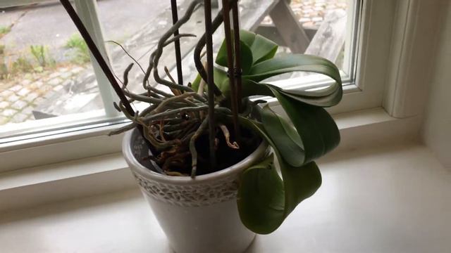 Орхидея, листья бантиком😊 смотреть онлайн