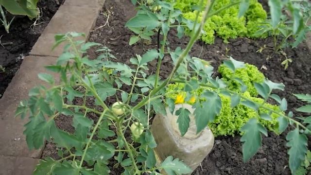 СУПЕР БЫСТРАЯ ПОДВЯЗКА ПОМИДОР В ТЕПЛИЦЕ #Теплицапомидор Канал "Домострой.ру". смотреть онлайн