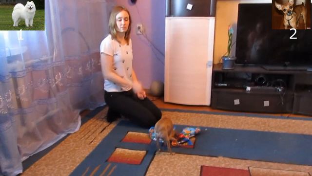 IQ моей собаки. Кто умнее? Самоед или той-терьер? смотреть онлайн