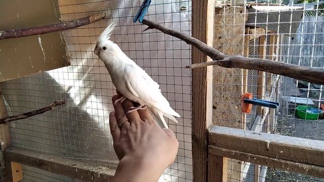 Птенцы безщеких Корелл ? смотреть онлайн
