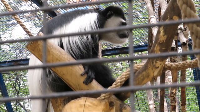 Восточный колобус кричит 13.06.2023