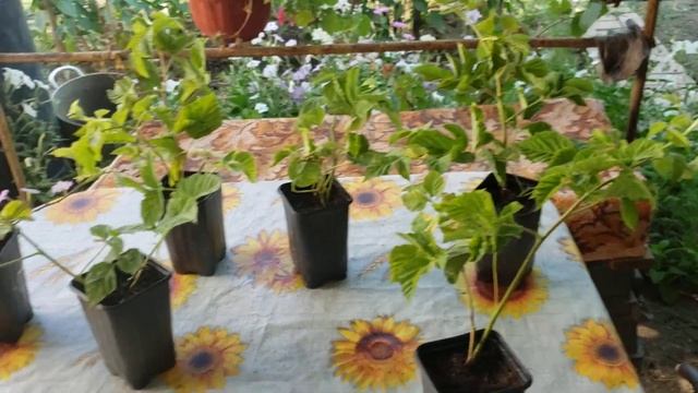 Пришли саженцы ежевики Коламбия Санрайз. смотреть онлайн