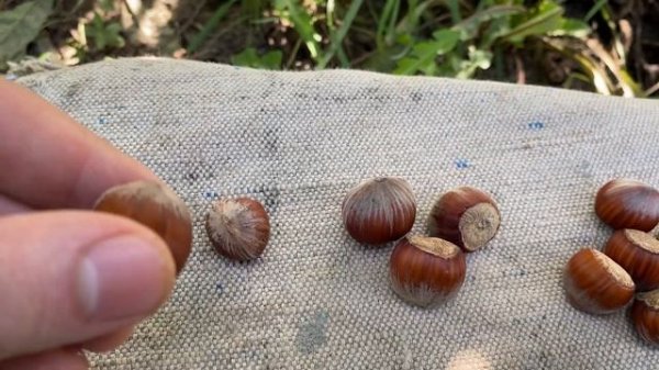 Фундук сорт ШЕДЕВР оригинал и точка! Штамб#ОРЕХИ#3года