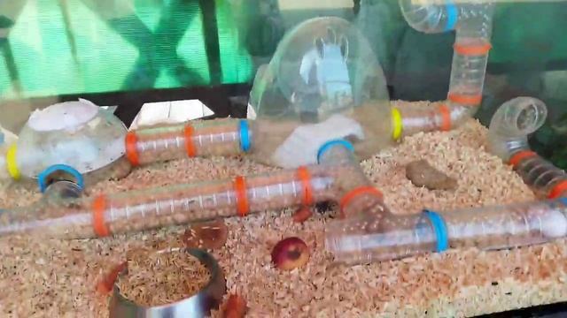 Зоопарк в Ижевске. Ч. 1. Смеющиеся птицы, моржи, пингвины и другие)) смотреть онлайн