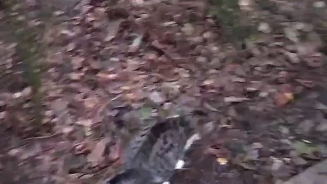 КОТЁНОК ТИМОШКА-ФУТБОЛИСТ. СПОРТИВНЫЙ КОТОФИЛЬМ О ВЕСЁЛОМ КОТЁНКЕ. смотреть онлайн