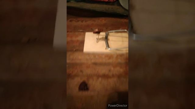 Приманка в мышеловку которая работает смотреть онлайн