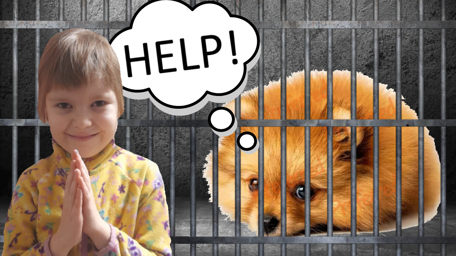 МОЯ СОБАКА ПОПАЛА В ТЮРЬМУ !