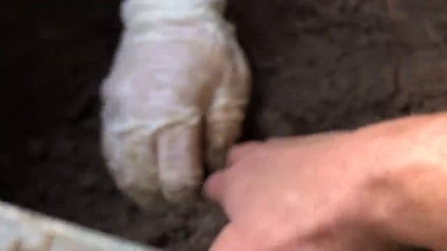 Пробуем КОПАТЬ КАРТОШКУ и едим АРБУЗ! смотреть онлайн