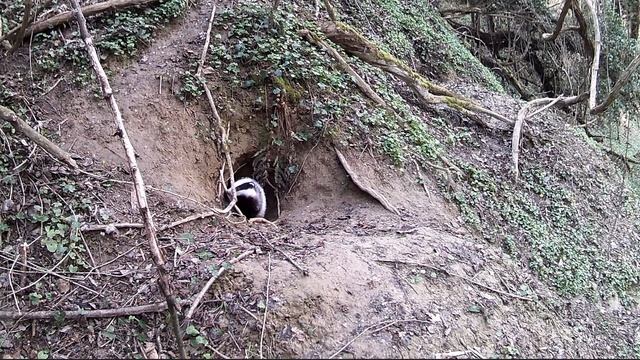 Wie lebt eine Dachsfamilie/Как живет семья барсуков/How does a badger family live/ смотреть онлайн