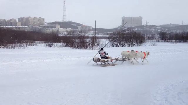 Гонки на оленьих упряжках смотреть онлайн