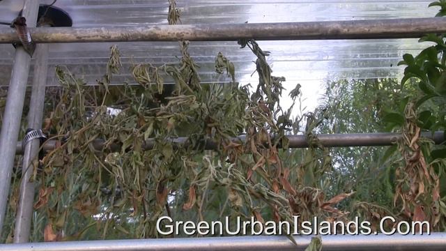 Stevia Bio-Engineered For Los Angeles