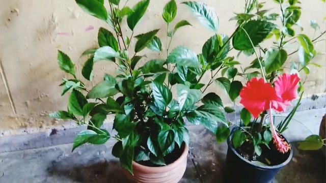 Hibiscus cutting update and care //Hibiscus cutting care YASH GARDENERS смотреть онлайн