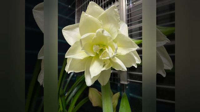 Amaryllis ( Hippeastrum)2022! COVER. PAR:26 . смотреть онлайн