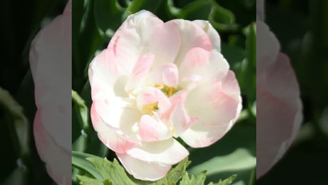 Просто Енот, Год Тюльпана 805, Романтика, На крыльях любви, Куда приводят мечты, СИД смотреть онлайн