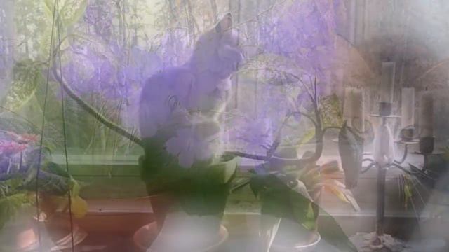 5 ВЕЩЕЙ, КОТОРЫЕ КОШКА ДЕЛАЕТ СПЕЦИАЛЬНО РАДИ ВАС 5 THINGS A CAT DOES ESPECIALLY FOR YOU смотреть онлайн