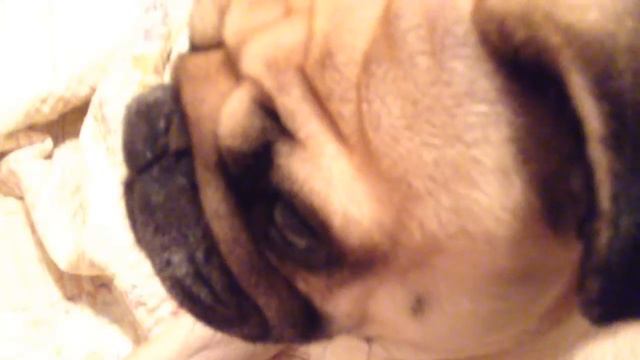 (Frank the pug) Mad World Music Video смотреть онлайн