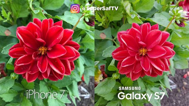 iPhone 7 vs Samsung Galaxy S7 Camera Test Comparison смотреть онлайн